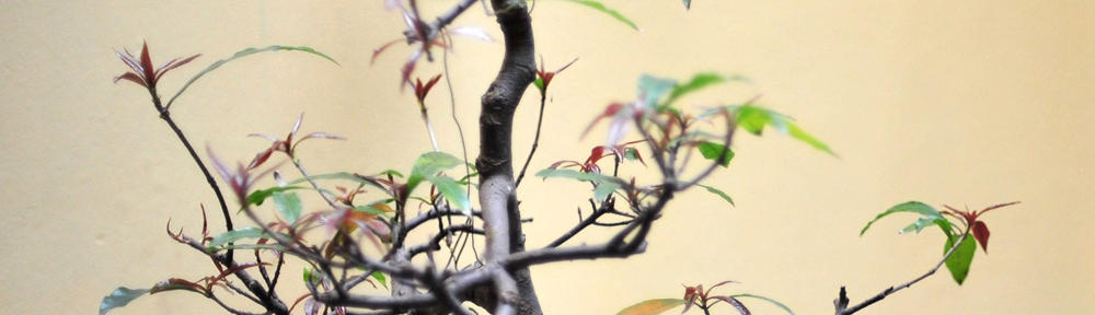 ＳＹＵＦＵのサイト